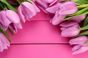 Beautiful bouquet of purple tulips on pink wooden background